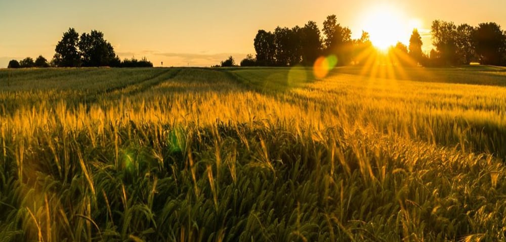 Southeast Asia’s Largest Grain Processor Accelerates Digital Transformation with IZO™+ SD-WAN
